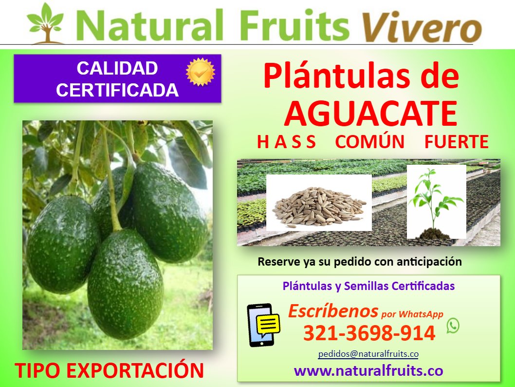 plántulas de aguacate hass calidad certificada exportacion Persea americana vivero cundinamarca colombia