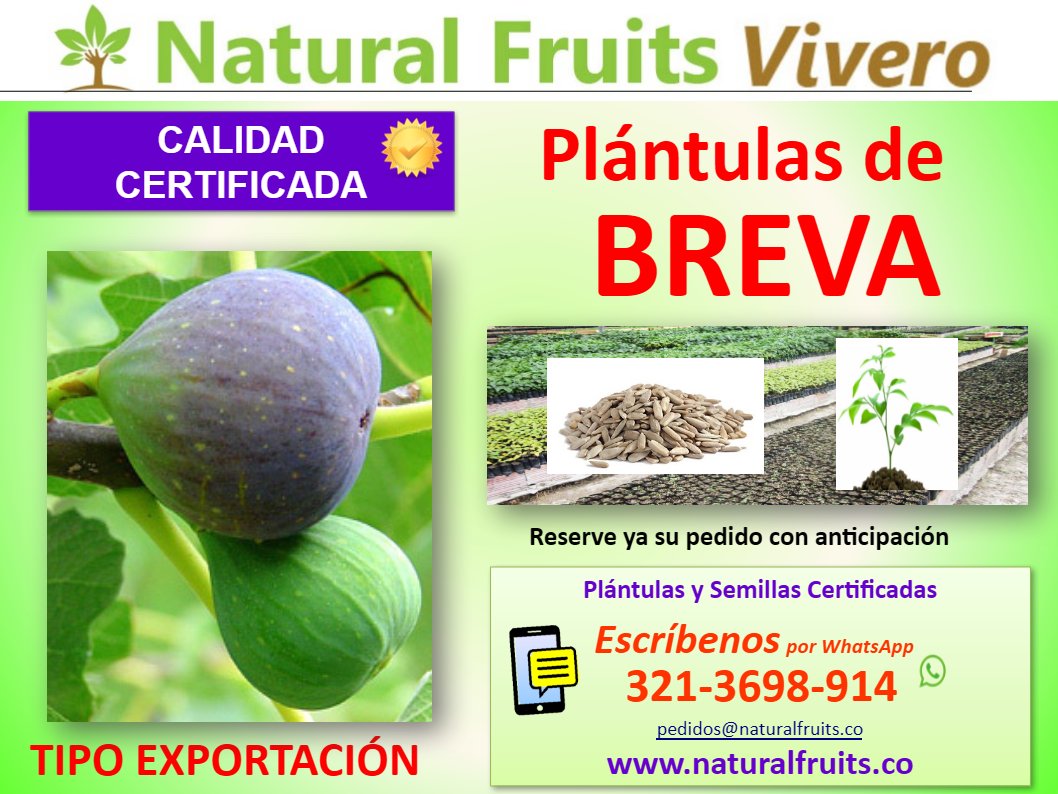 plantulas con calidad de exportacion, Ficus carica,  higuera