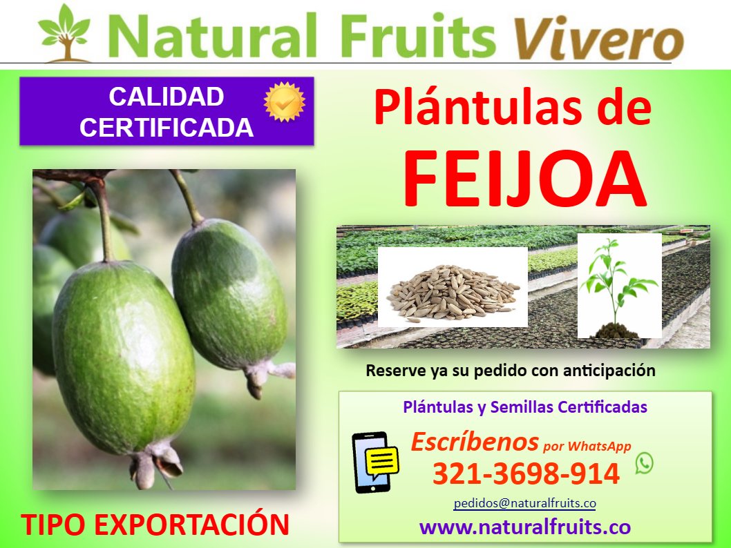 plantulas de feijoa con calidad de exportacion