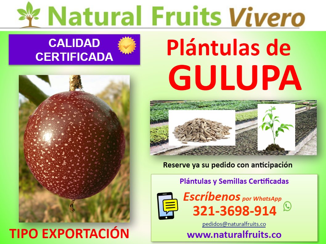 plantulas y semilla de gulupa , Passiflora edulis