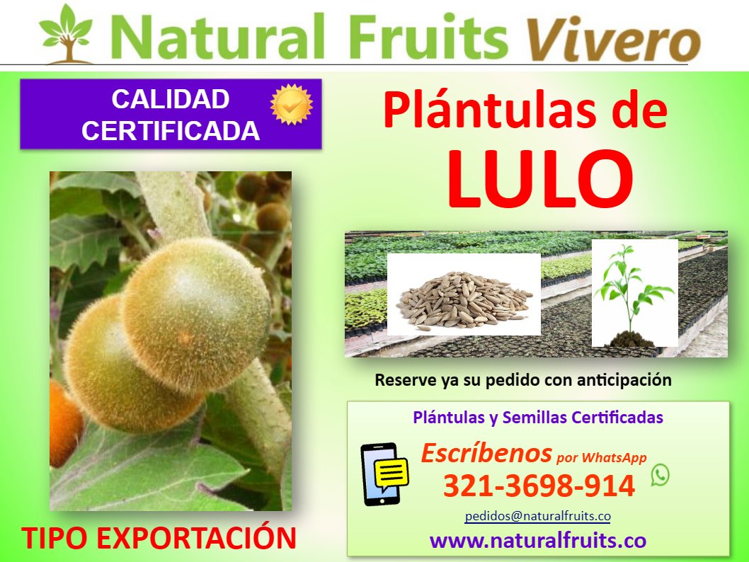  vivero con calidad certificada, Solanum quitoense Lam.