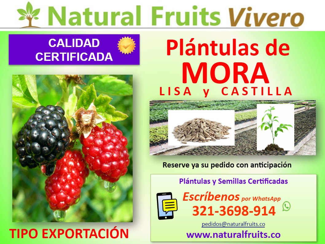  vivero con calidad certificada, rubus glaucus