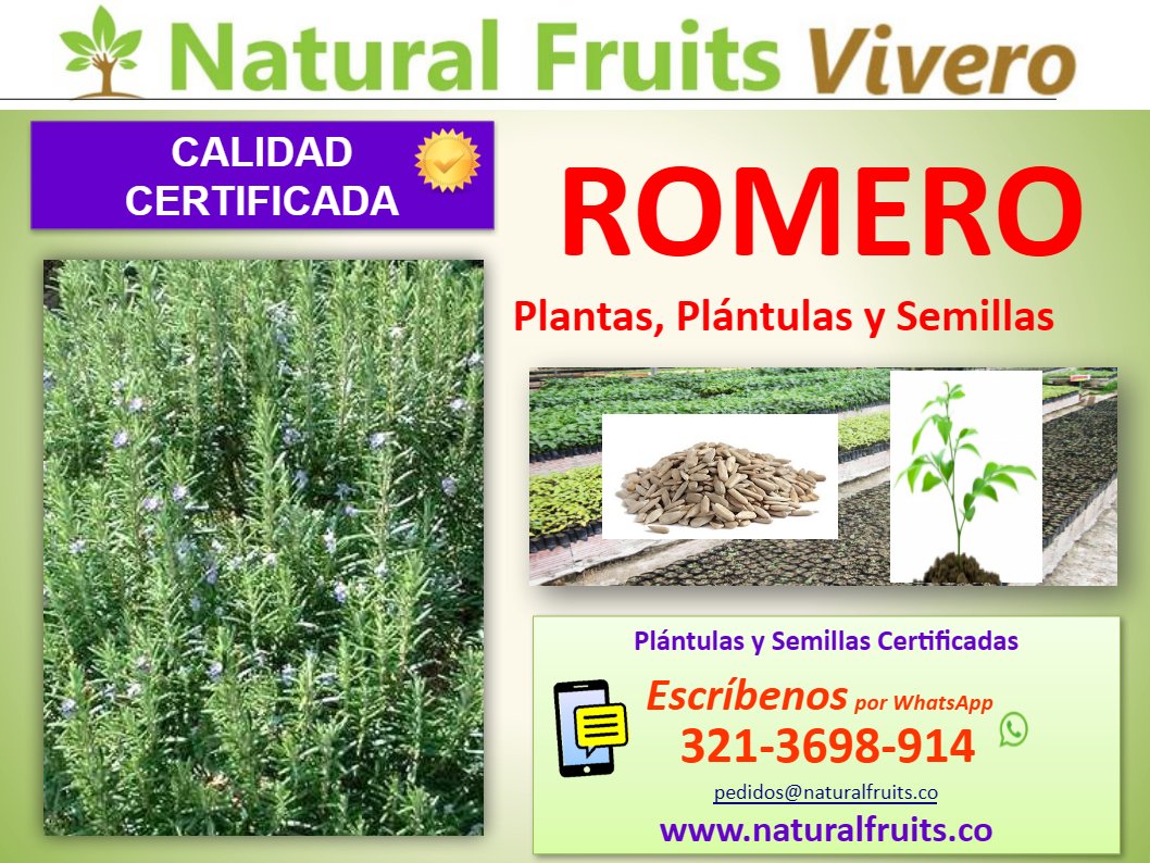romero plantas y semillas