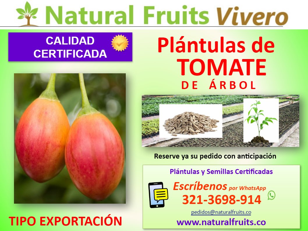 plantulas certificadas, tipo exportacion, tamarillo