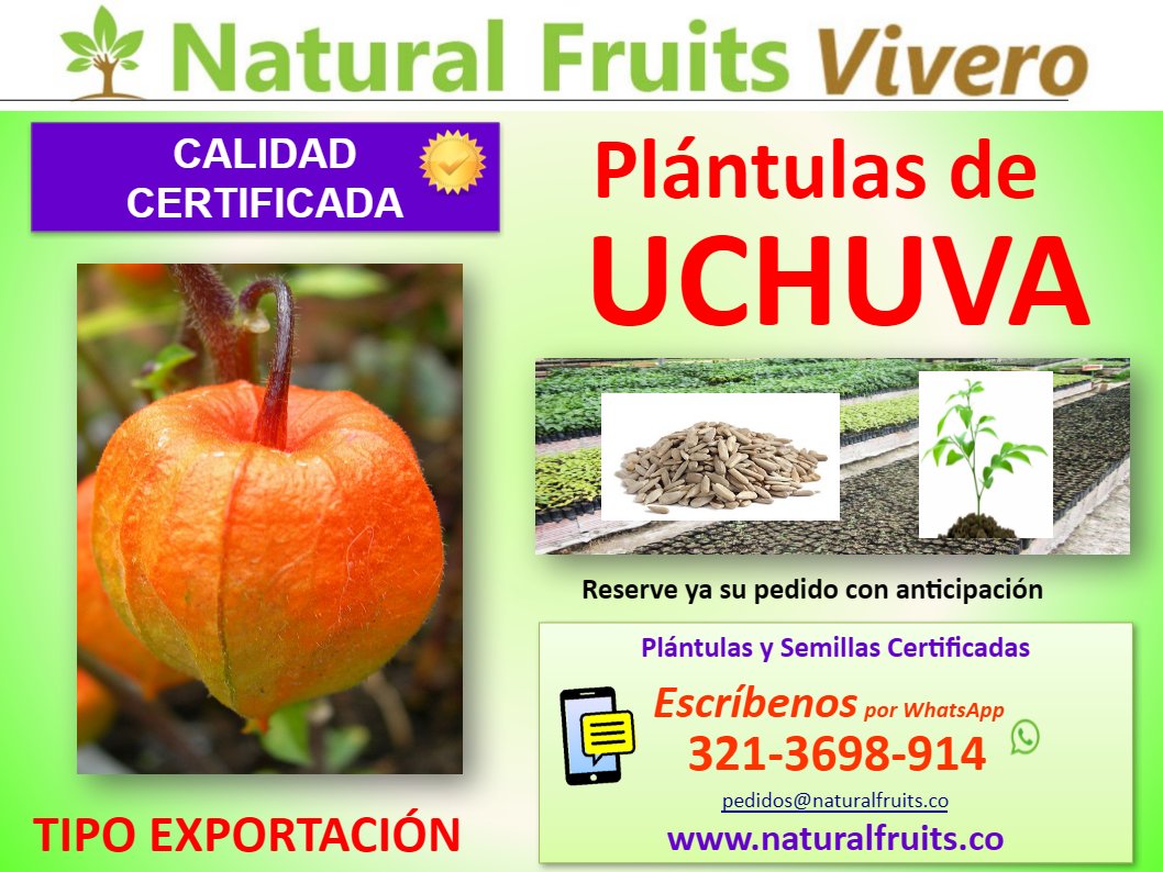 Plántulas de Uchuva, Vivero con Calidad de Exportación Certificada, Physalis Peruviana, Asesoria Especializada  Physalis peruviana